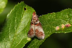Acrobasis advenella