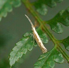 Plutella xylostella-australiana