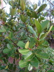 Xanthostemon multiflorus