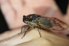 Macrotristria angularis