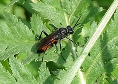 Macrophya annulata