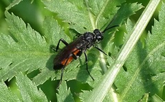 Macrophya annulata