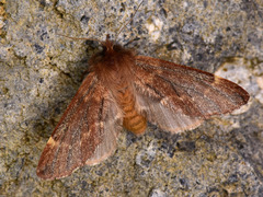 Ptilophora variabilis