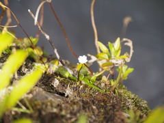 Epilobium nerteroides