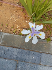 Dietes grandiflora