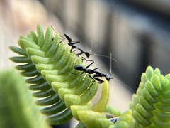 Odontomantis planiceps