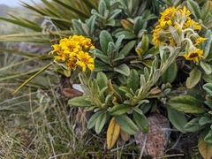 Brachyglottis revoluta