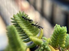 Odontomantis planiceps