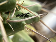 Odontomantis planiceps