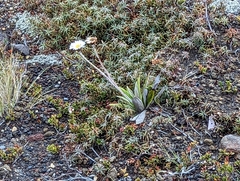 Celmisia spectabilis