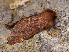 Ptilophora variabilis