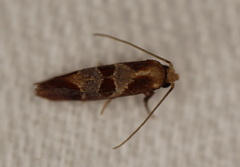 Choristis discotypa