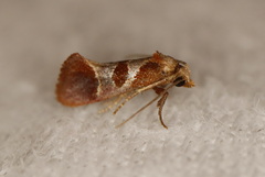 Choristis discotypa