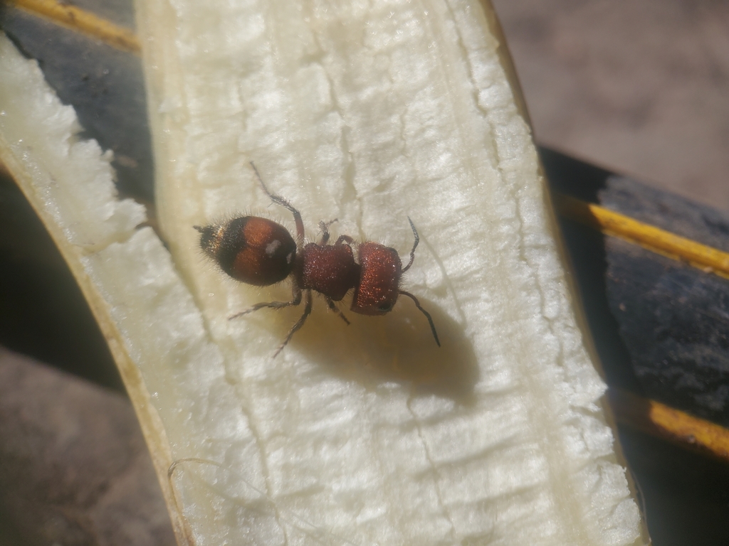 Invreiella cardinalis