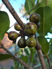 Xanthostemon multiflorus