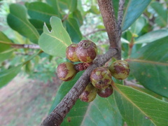 Xanthostemon multiflorus