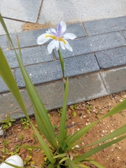 Dietes grandiflora