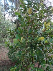 Xanthostemon multiflorus