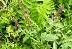 Coleus rotundifolius