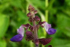 Coleus rotundifolius