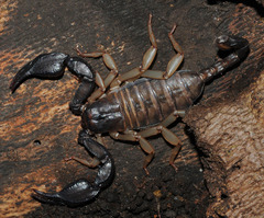 Euscorpius italicus