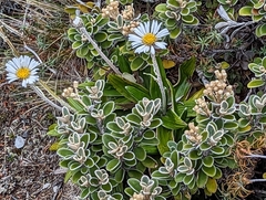 Celmisia spectabilis spectabilis