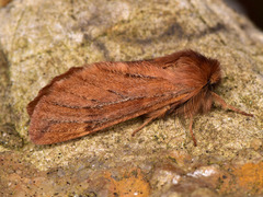 Ptilophora variabilis