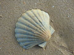Pecten