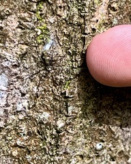 Tamopsis eucalypti
