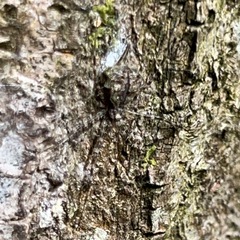 Tamopsis eucalypti