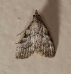 Nola desmotes