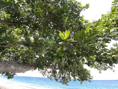 Calophyllum inophyllum