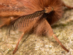 Ptilophora variabilis