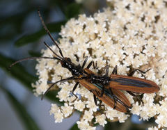 Stenoderus suturalis
