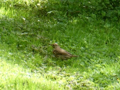 Turdus philomelos clarkei