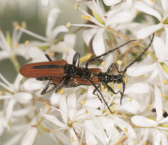 Stenoderus suturalis