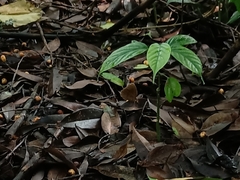 Faunis canens arcesilas