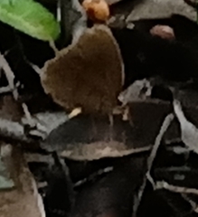 Faunis canens arcesilas