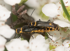 Chauliognathus fernshawensis