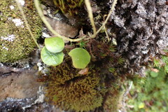 Peperomia renzopalmae