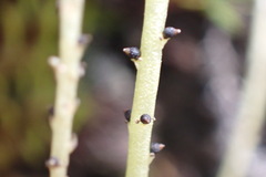 Peperomia renzopalmae