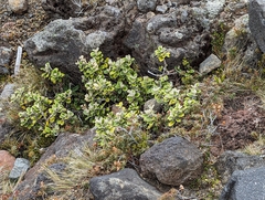 Brachyglottis bidwillii