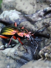 Carabus auronitens