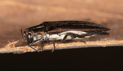Agrilus hypoleucus