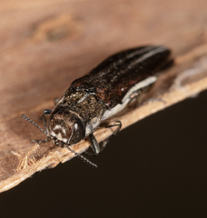 Agrilus hypoleucus