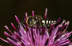 Coelioxys conoideus