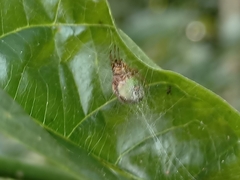 Bijoaraneus mitificus