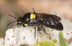 Hylaeus honestus