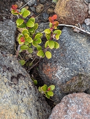 Gaultheria colensoi