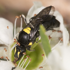 Hylaeus honestus